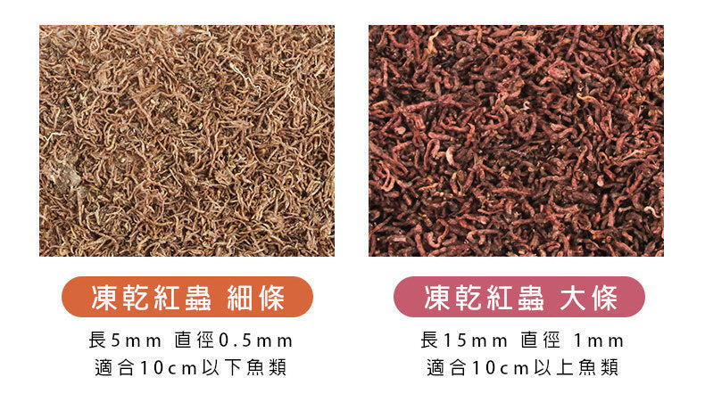 (VP0191) JONSANTY 90g 凍乾紅蟲乾(大條)魚糧 龜糧 蝦糧 天然飼料 天然魚飼料 600ML